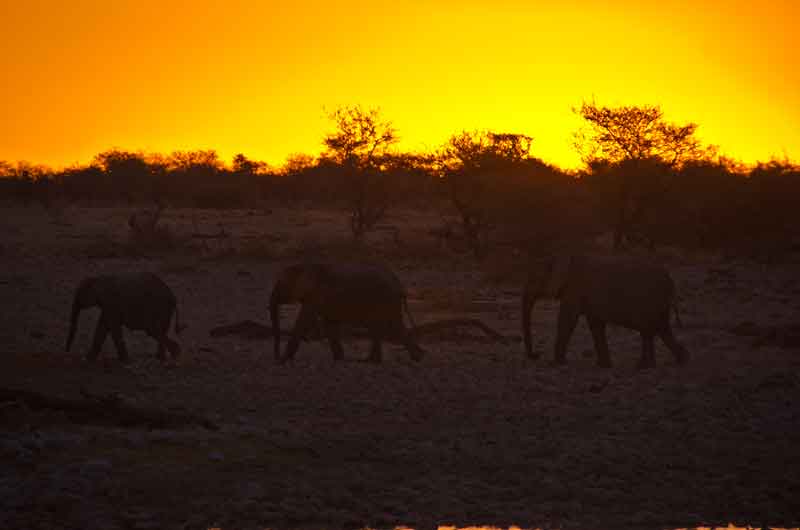 84 - Namibia - elefantes al atardecer - parque nacional de Etosha